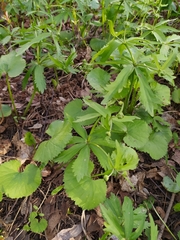 Ranunculus cassubicus