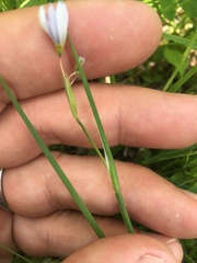 Sisyrinchium albidum