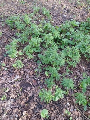 Ranunculus cassubicus