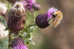 Bombus muscorum