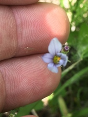 Sisyrinchium albidum