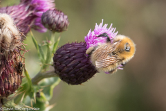 Bombus muscorum