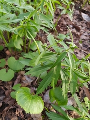 Ranunculus cassubicus