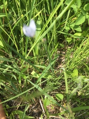 Sisyrinchium albidum