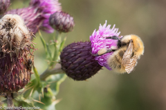 Bombus muscorum
