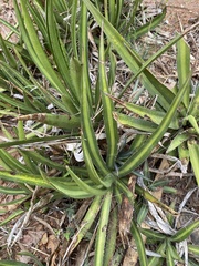 Agave univittata