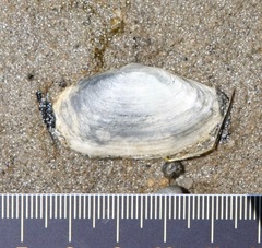 Mya arenaria