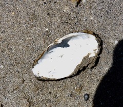 Mya arenaria