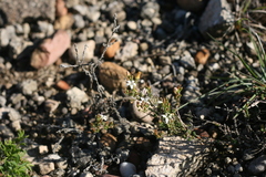Wahlenbergia tenella