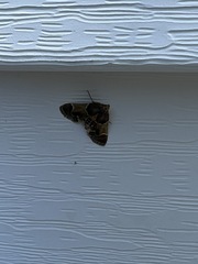 Lepidoptera