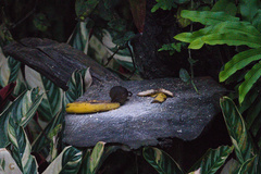 Melanomys caliginosus