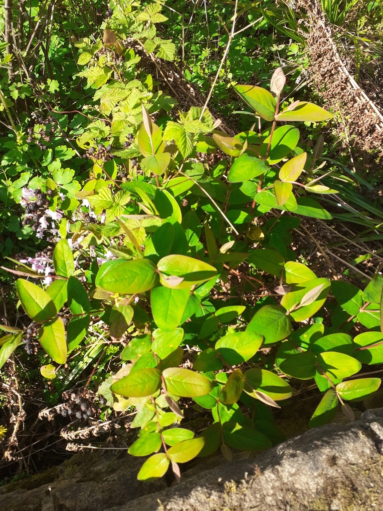 Hypericum × inodorum; photograph SK53, CC BY-SA, iNaturalist via GBIF