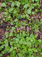 Ficaria verna