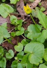 Ficaria verna