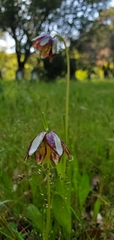 Fritillaria biflora ineziana