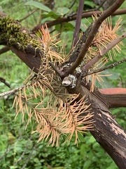 Cronartium ribicola