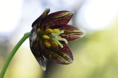 Fritillaria biflora ineziana