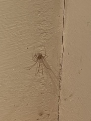 Spermophora senoculata