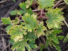 Geranium sibiricum