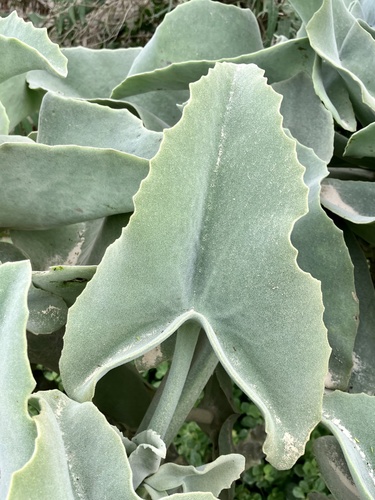 Velvet-leaf