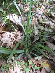 Carex laxiculmis