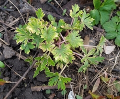 Geranium sibiricum
