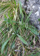 Leontodon tenuiflorus