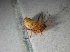Holochelus