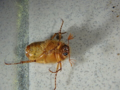 Holochelus
