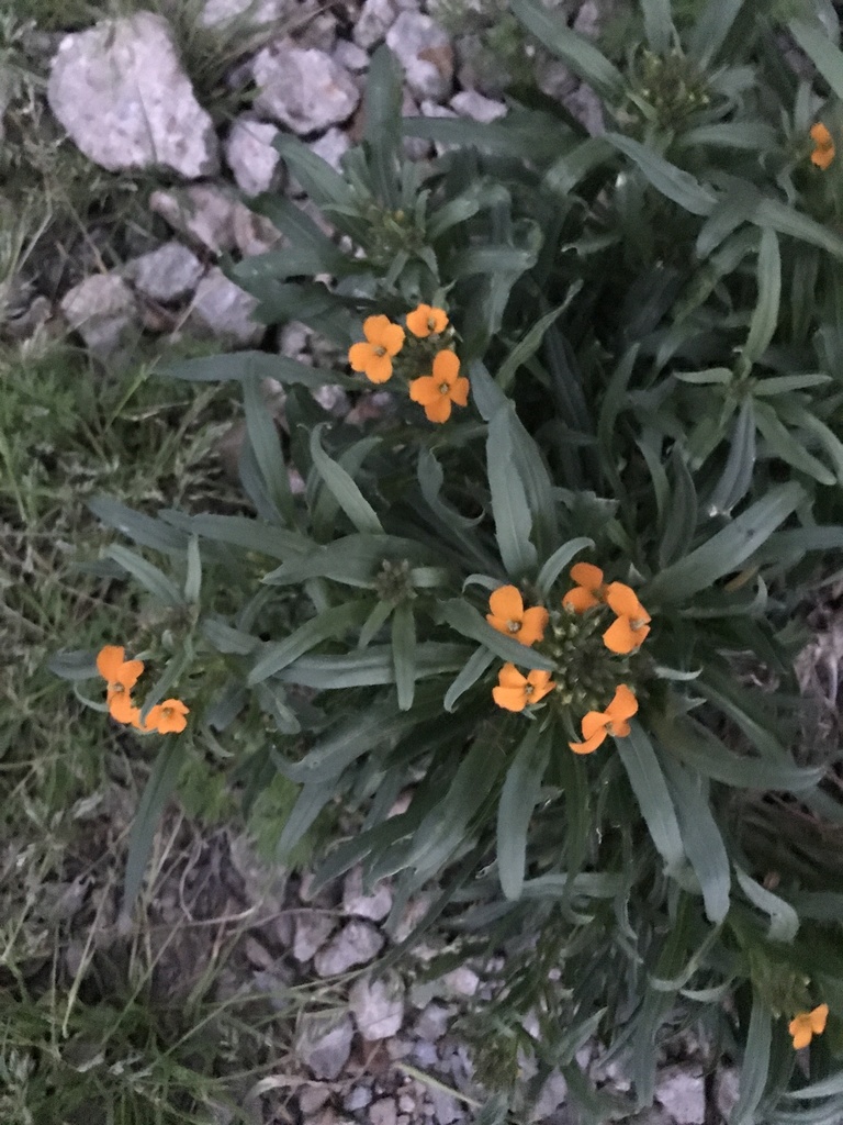 wallflowers-from-la-569-ferriday-la-us-on-april-7-2022-at-07-47-pm