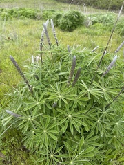Lupinus oreganus