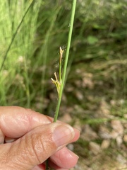 Juncus balticus
