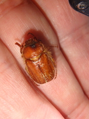 Holochelus