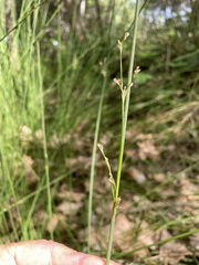 Juncus balticus
