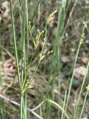 Juncus balticus