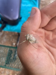 Neocicada hieroglyphica