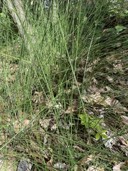 Juncus balticus