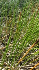 Eleocharis interstincta