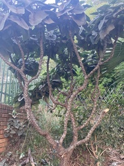 Kalanchoe beharensis