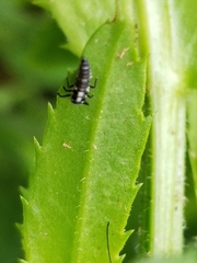 Propylea quatuordecimpunctata