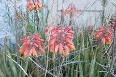 Aloe grandidentata