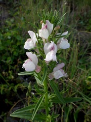 Misopates calycinum