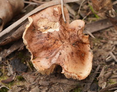Leucopaxillus eucalyptorum