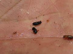 Dendroctonus adjunctus