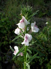 Misopates calycinum