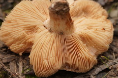 Leucopaxillus eucalyptorum