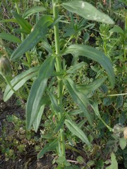 Misopates calycinum