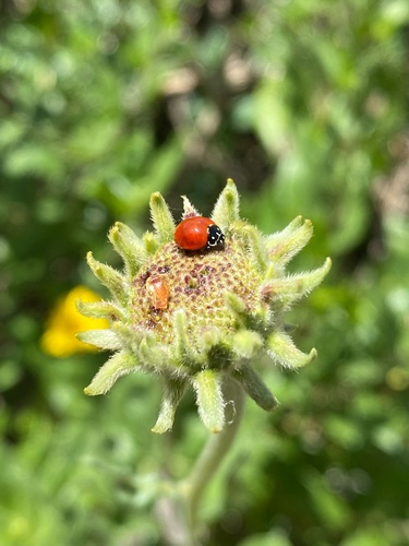 iNaturalist observation photo of Spotless Lady Beetle