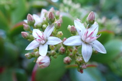 Crassula