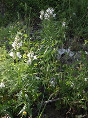 Misopates calycinum